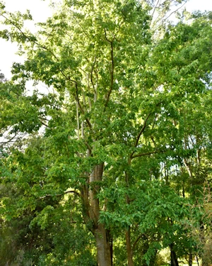 Plagianthus regius