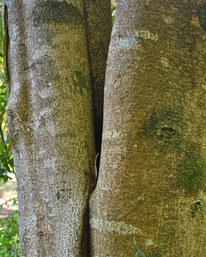 Plagianthus regius