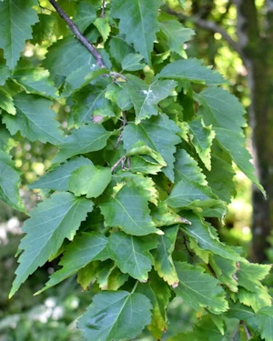 Plagianthus regius
