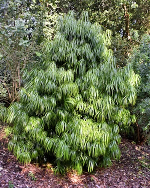 Podocarpus henkelii