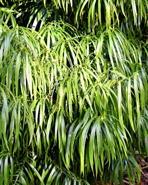 Podocarpus henkelii