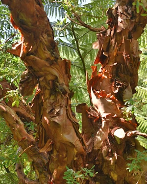 Polylepis australis
