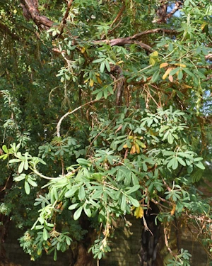 Polylepis australis