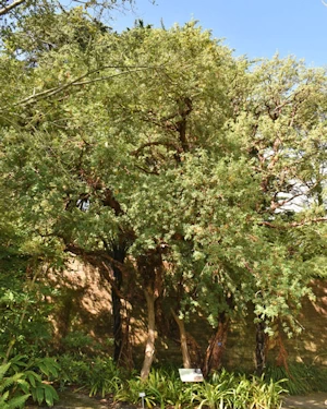 Polylepis australis