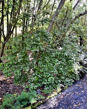 Pseudowintera colorata