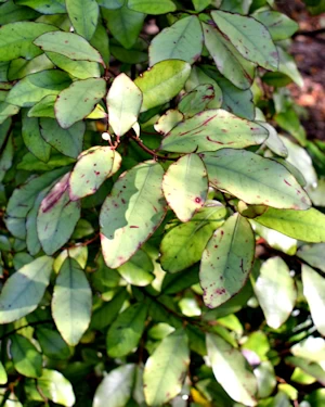 Pseudowintera colorata