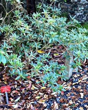 Rhododendron formosum
