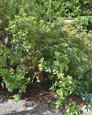 Rhododendron Parryae
