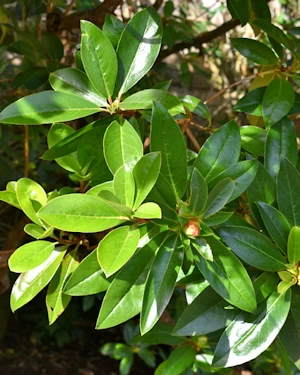 PRhododendron Parryae