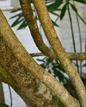 Schefflera taiwaniana