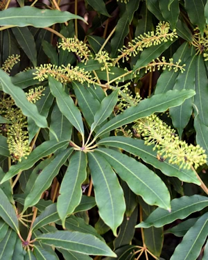 Schefflera taiwaniana