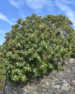 Schima wallichii