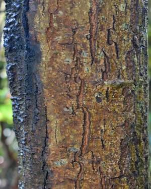 Schima wallichii