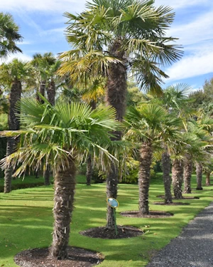 Trachycarpus fortunei