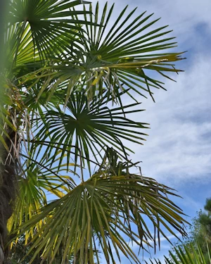 Trachycarpus fortunei