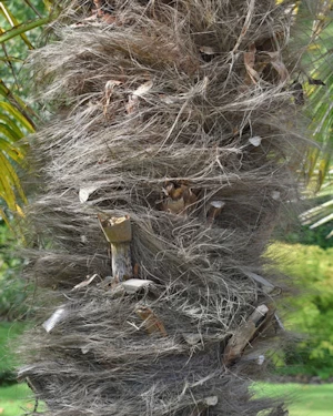 Trachycarpus fortunei