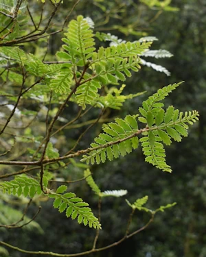 Weinmannia trichosperma