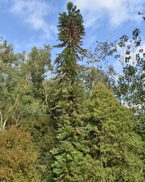 Wollemia nobilis