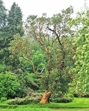 Madrone