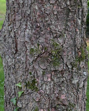 Abies bark