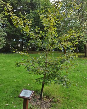 Field maple