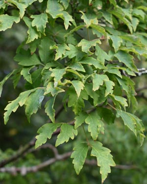 Acer griseum