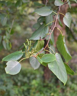 Alnus cordata