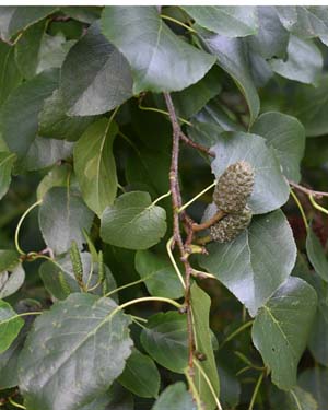 Alnus cordata