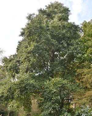 Alnus cordata