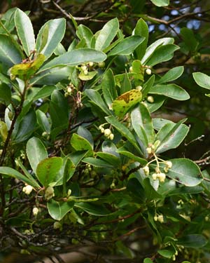 Arbutus unedo