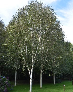 Betula utilis jacquemontii