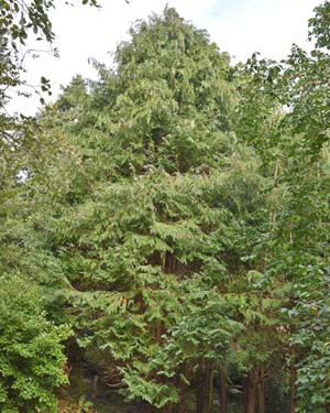 Lawson cypress