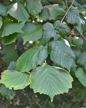 Isle of Man Arboretum