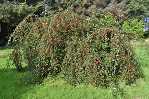 Cotoneaster