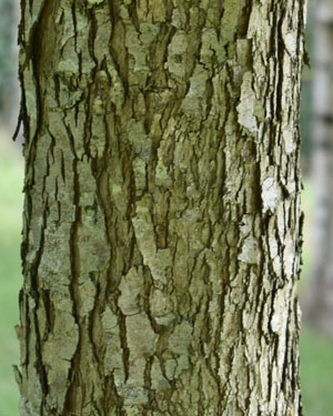 Crataegus bark