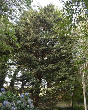 Leyland Cypress Silver dust