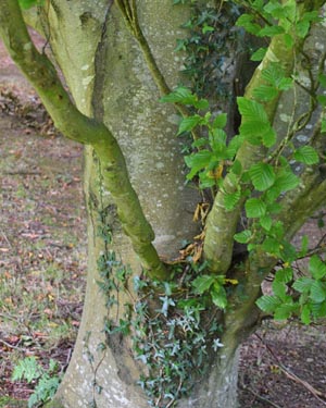 Fastigiate beech