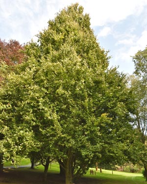 Fastigiate beech