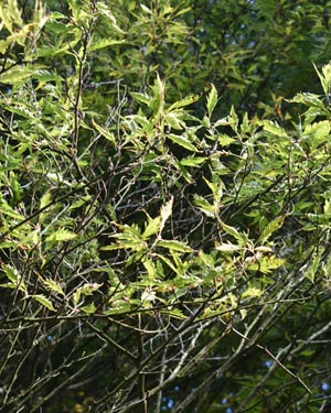 Cut leaf beech