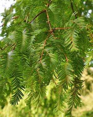 Metasequoia glyptostroboides