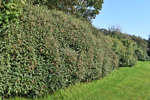 New Zealand holly