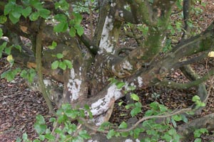 Parrotia persica