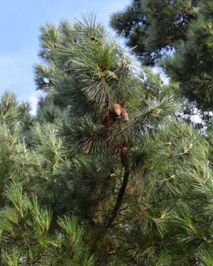 Pinus nigra