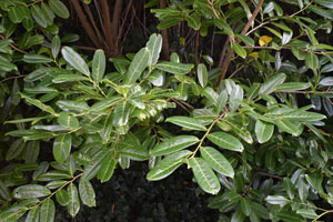 Prunus laurocerasus