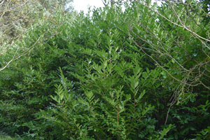 Cherry laurel