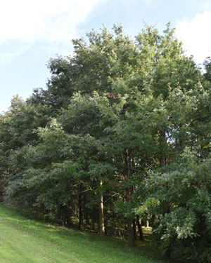 Quercus cerris
