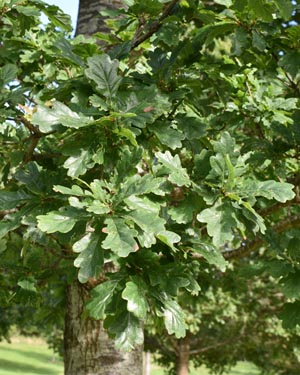 Quercus petraea