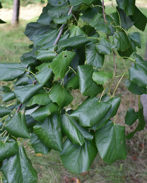 Tilia cordata Green Spire