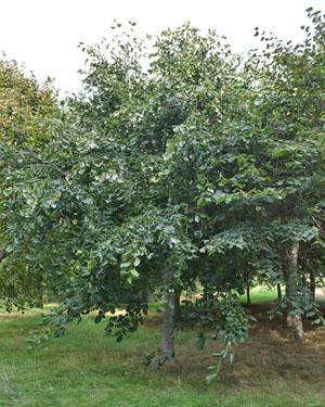 Small leaved lime