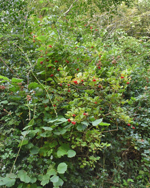 Guelder rose